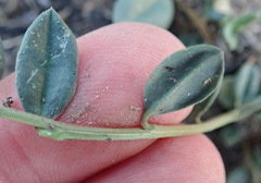 Limeum telephioides telephioides