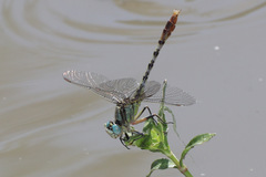 Arigomphus lentulus