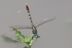 Arigomphus lentulus