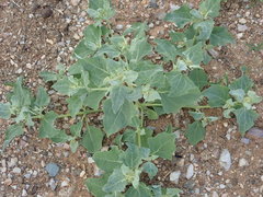 Chenopodium karoi