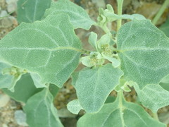 Chenopodium karoi