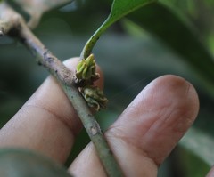 Diospyros candolleana