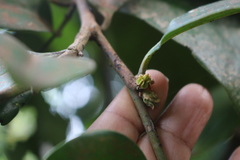Diospyros candolleana