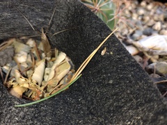 Tipulidae