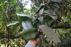 Diospyros candolleana