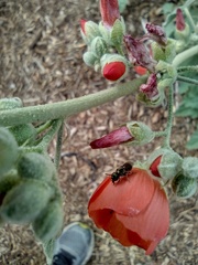 Lasioglossum
