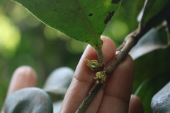 Diospyros candolleana