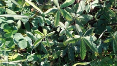 Potentilla reptans