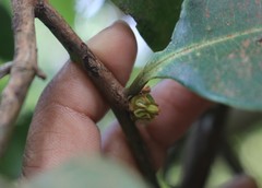 Diospyros candolleana