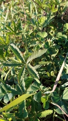 Potentilla reptans