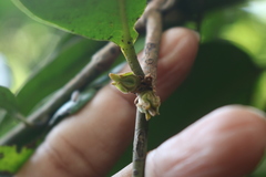 Diospyros candolleana