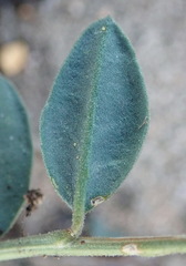 Limeum telephioides telephioides