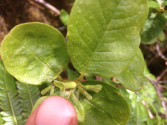 Wikstroemia