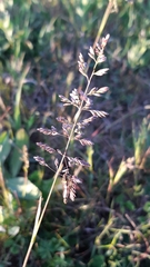Poa trivialis trivialis