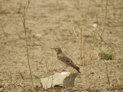 Calandrella dukhunensis
