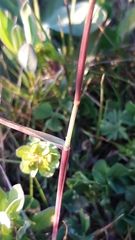Poa trivialis trivialis