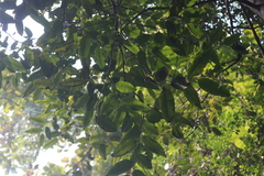 Diospyros candolleana