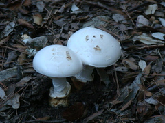 Amanita proxima