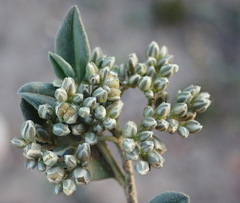 Limeum telephioides telephioides