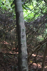 Diospyros candolleana