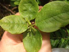Wikstroemia