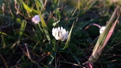 Trifolium nigrescens nigrescens