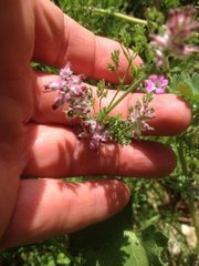 Fumaria densiflora