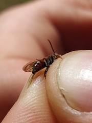 Nomada alboguttata
