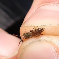 Nomada alboguttata