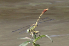 Arigomphus submedianus