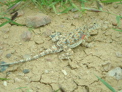 Phrynocephalus versicolor