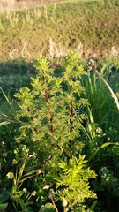 Anacyclus radiatus radiatus