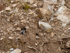 Anthophora balearica