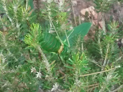 Steropleurus balearicus