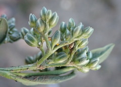 Limeum telephioides telephioides