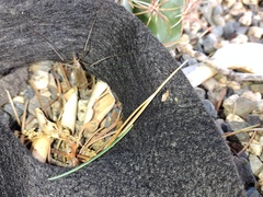 Tipulidae