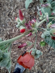 Lasioglossum