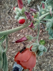 Lasioglossum