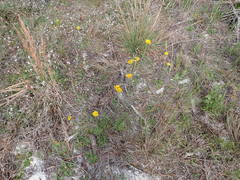 Helenium pinnatifidum
