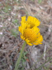 Helenium pinnatifidum