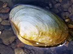 Tapetinae