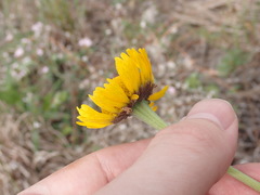 Helenium pinnatifidum