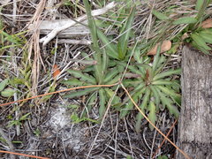 Helenium pinnatifidum