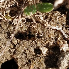 Bembidion semipunctatum