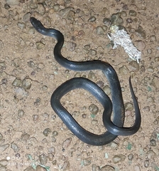 Boaedon fuliginosus
