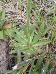 Helenium pinnatifidum