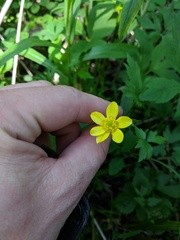 Ranunculus hispidus nitidus