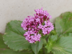 Centranthus macrosiphon