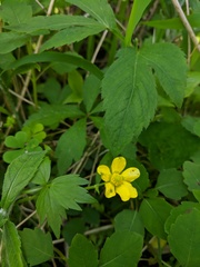 Ranunculus hispidus nitidus