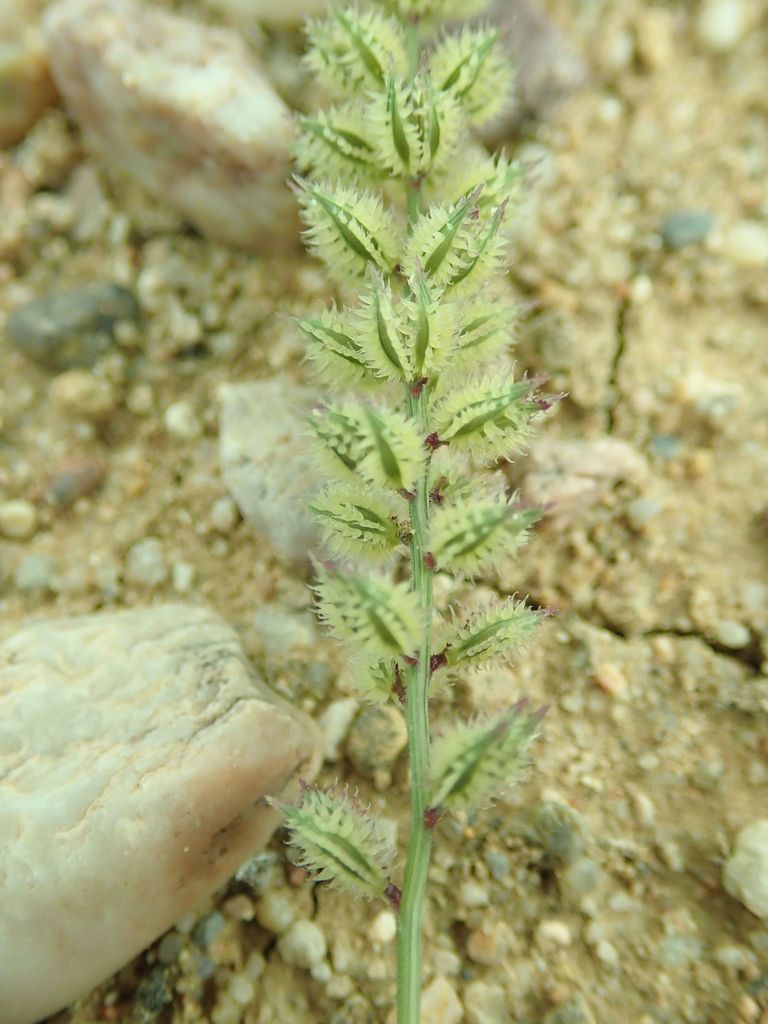Indian Bur Grass
